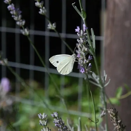 Casavabene 3* 무라짜노