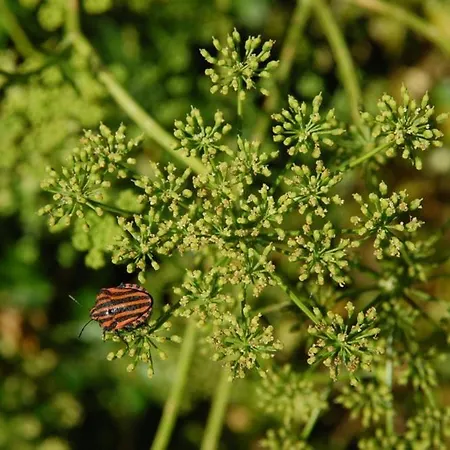 Casavabene 무라짜노