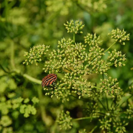 Casavabene Murazzano (Cuneo)