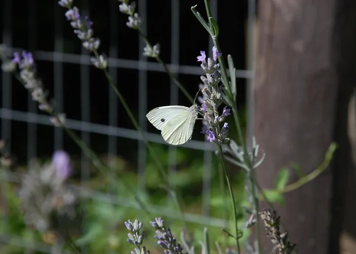 Gasthof Casavabene 3*