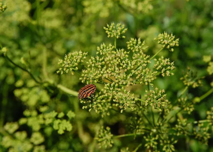 Casavabene Murazzano